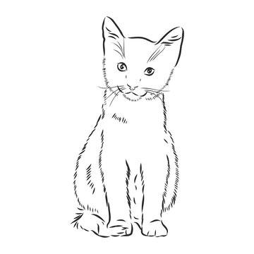 cat - hand drawn vector llustration isolated kitten, vector sketch illustration kitten, vector sketch illustration