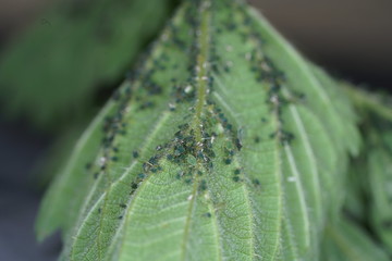 Aphids on a leaf