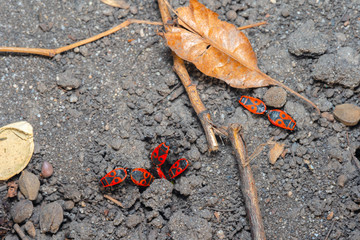 Pyrrhocoris apterus spring mating season