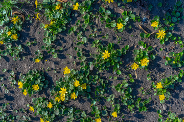 First yellow flowers in spring