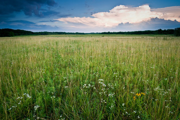 Dramatic clouds in the sky over a midwest prairie of blooming summer wildflowers.