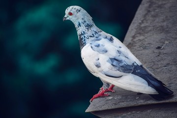close up of a pigeon