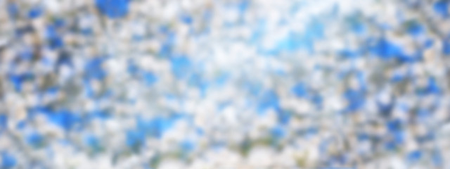 Spring background, panorama, banner - white magnolia flowers on a tree, closeup with space for text