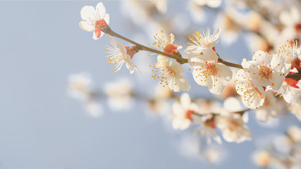 Spring background - flowers of apricot tree (Prunus armeniaca) on the background of a blooming garden, closeup with space for text