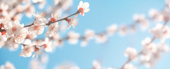 Spring background, panorama, banner - flowers of apricot tree (Prunus armeniaca) on the background of a blooming garden, closeup with space for text