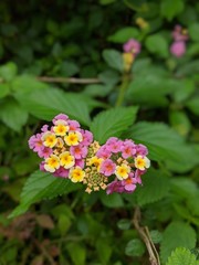 lantana flowers