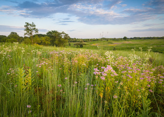Sunset light on an expansive landscape of late summer prairie wildflowers. - obrazy, fototapety, plakaty