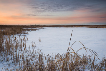 A pastel sunset sky over a frozen snow-covered wetland habitat.