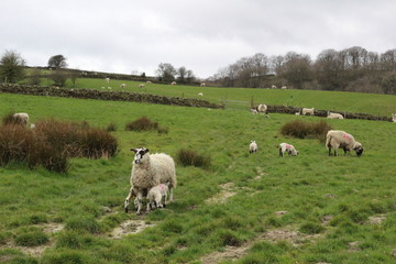 Obraz premium sheep on a meadow