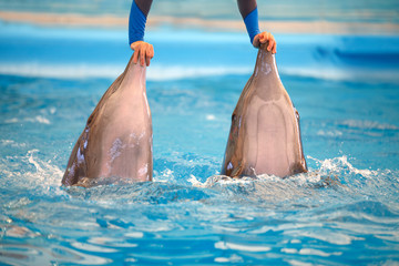 Two dolphins carry one mam with their mouths in water