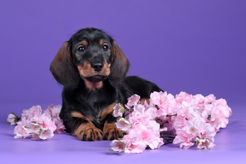 Little dachshund puppy with pink flowers on a lilac background