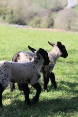 Obraz premium running lambs