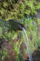 PORTUGAL MADEIRA RIBEIRO FRIO LEVADAS