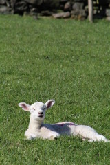 Fototapeta premium smiling lamb