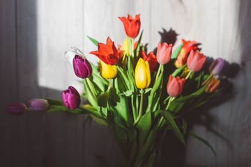 Picture of multicolored dutch tulips in a vase during golden hour light, against grey wooden wall