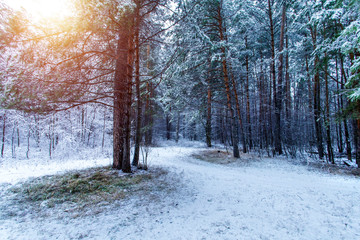Beautiful winter landscape with snow covered trees in sunny day.