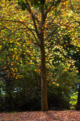 Fototapeta na wymiar Yellow and brown autumn leaves