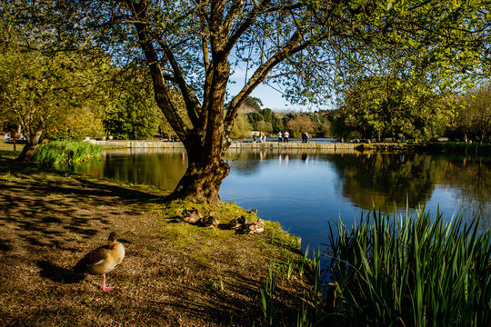 Lago Parque da Cidade Porto