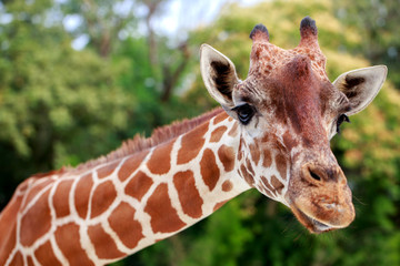 Obraz premium face of giraffe in portrait style