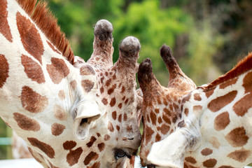 Head of giraffes  in portrait style