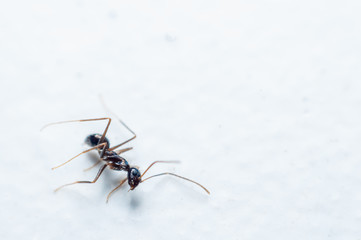 Dead ants on the ground