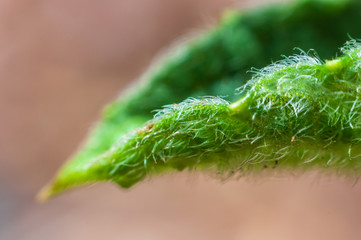 Soft young fern in the park