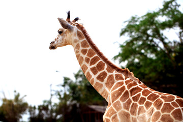 Giraffe is standing in safari