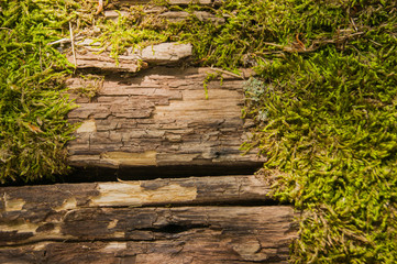 An old log, overgrown with green car, warmed by the midday sun - a horizontal close-up photo.