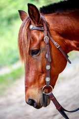 Head and face of brown horse  in portrait style