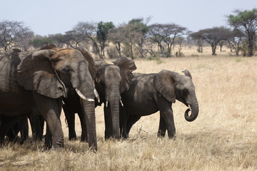 Fototapeta na wymiar GROUP OF ELEPHANTS WITH SAVANA BACKGROUND, TANZANIA, SERENGETI