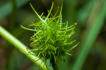 Soft young fern in the park