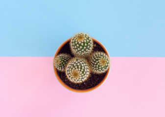 Top view of cactus on two pink and blue background. Flat lay, copy space, top view