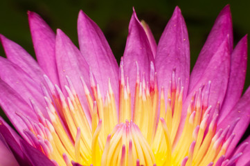 Closeup Lotus flower in the park.
