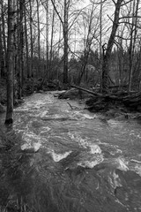 river in the forest