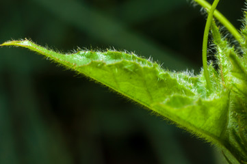 Soft young fern in the park