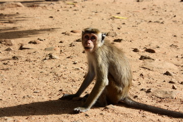 Macaque assis