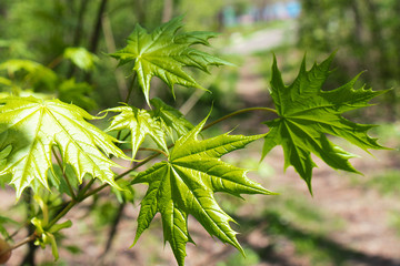 Young green fresh bright maple leaves under the rays of the sun