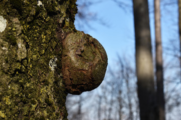 Baumperle am Baum, groß und rund