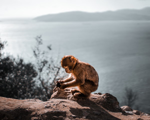 Baby Macaque