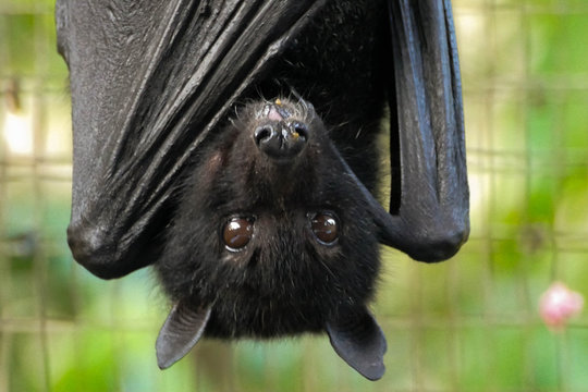 Fruit bat, Tolga Bat Hospital, Queensland, Australia