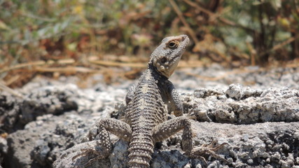 Agama brodata w Turcji