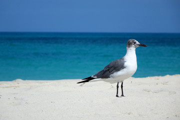 BAHAMAS - BIMINI - SEAGULL ON THE BEACH