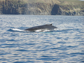 Fototapeta premium whale