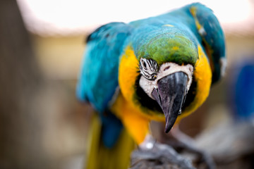 Beautiful macaw bird is hanging on branch