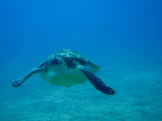 blue sea turtle