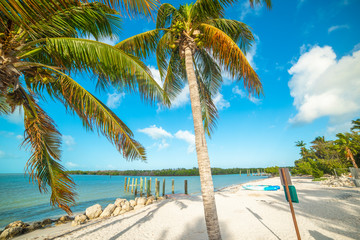 Palm trees and white sand in Florida Keys