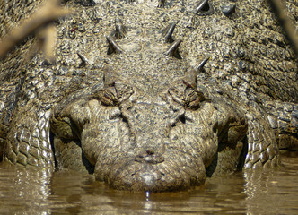 Salt water crocodile, Daintree, Australia