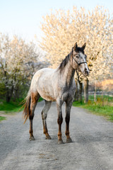Beautiful stunning portrait of horse in spring time of the year. Blossoming flowers on background.
