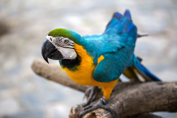 Beautiful macaw bird is hanging on branch