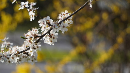 Flowering of fruit-bearing trees in spring. White Apple or cherry blossoms on a blue sky. floral background of branches with flowers. flowering plant in family Rosaceae, subgenus Cerasus. copy space